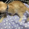 多頭飼育崩壊からのレスキュー サムネイル3