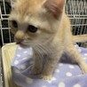 多頭飼育崩壊からのレスキュー サムネイル5