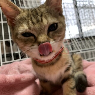 ★アメショ柄★多頭飼育崩壊から！今度こそ幸せに！