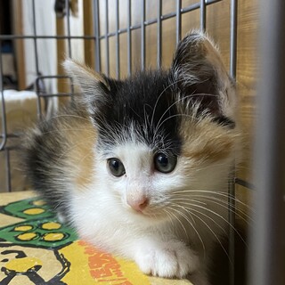 三毛猫優しい家族決定！ありがとうございます