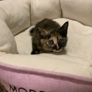 ありがとうございました★サビ猫　あいらちゃん