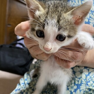 キジ白ミックス柄優しい家族決定