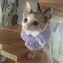 プリちー三毛、京ちゃん。