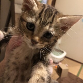 キジトラ　メス