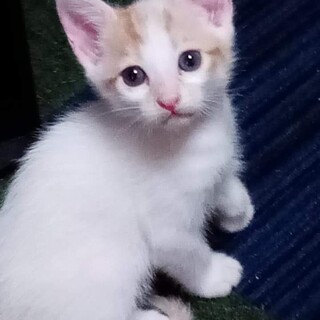 生後１ヶ月の白猫