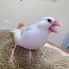 テト
