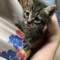 【急募】雑種 トラ 推定2ヶ月の子猫♂