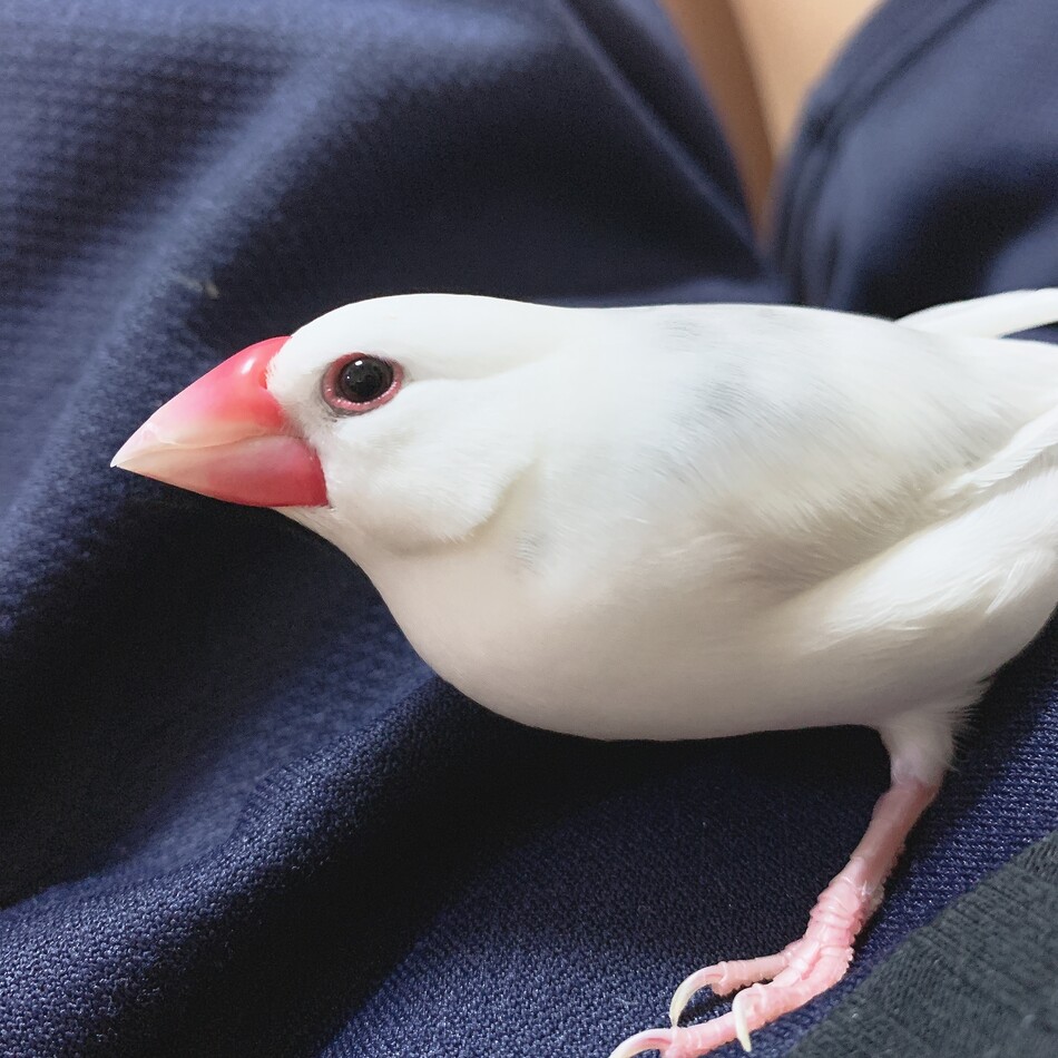 テトのカバー写真