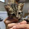 保護猫の里親さんを探しています
