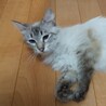 澄んだブルーアイ、甘えん坊の長毛種　シャムミックス サムネイル5