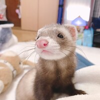 ひめ