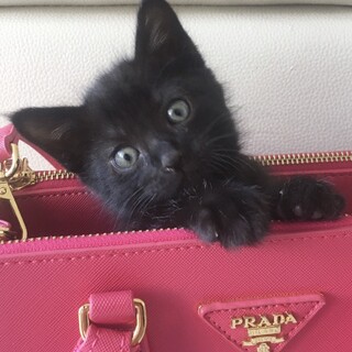 ふわふわの 甘えん坊 マオちゃんです