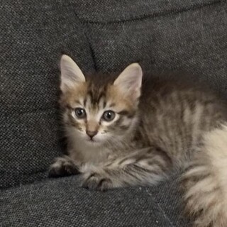 生後二ヶ月、ぬいぐるみのような男の子　トラミックス