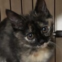 ふわふわキュートなラムちゃん…4ヶ月