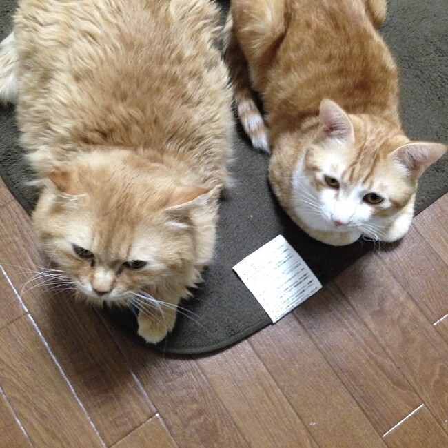 yuasoraのカバー写真