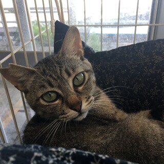 近隣住人から虐待されていた猫