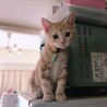 の写真