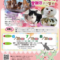 『保護猫のずっとのお家探し里親会』