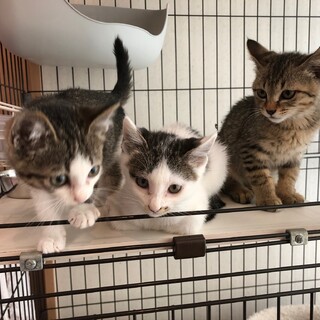 3ヶ月の兄弟