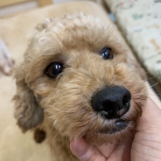 ブリーダー放棄　トイプー　海