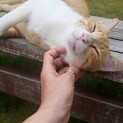 保護主様がもっと家猫修行に努めてからになりました！