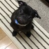 コロ4ヶ月