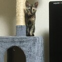 トライアル決定！家族になって下さい。可愛いサビ猫