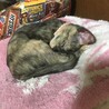 トライアル決定！家族になって下さい。可愛いサビ猫 サムネイル5