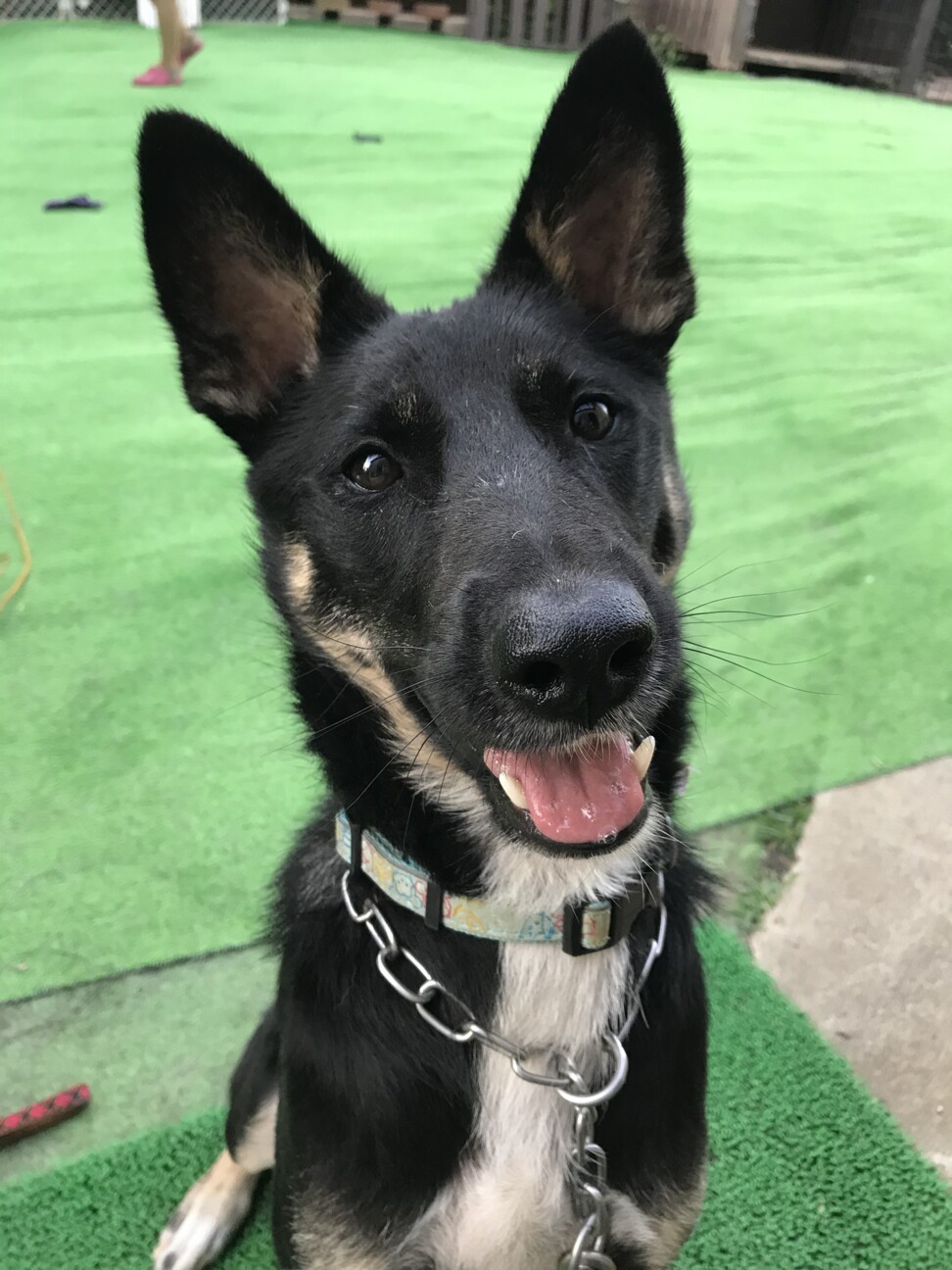 里親さん決定 元野犬 埼玉県 犬の里親募集 ペットのおうち 月間利用者150万人