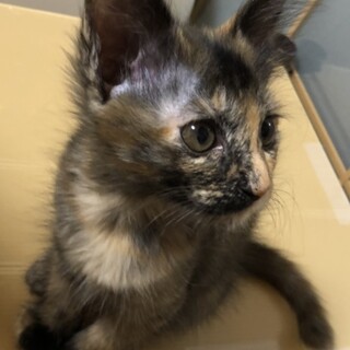 人馴れっこ！個性的サビ柄女子⭐️チョコ