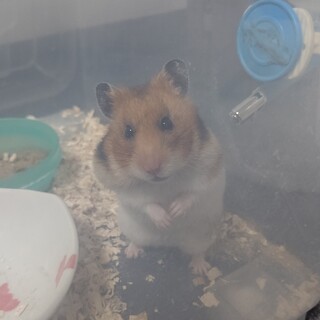 2019年5月生まれゴールデンハムスター ♀