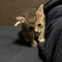 キジトラ子猫