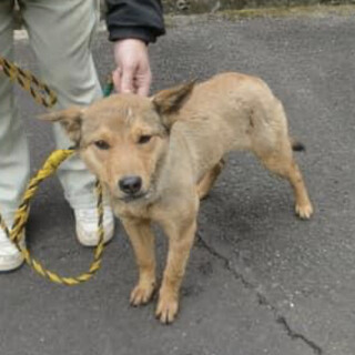 里親様決定しました✨✨ありがとうございました