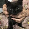 子猫ちゃん