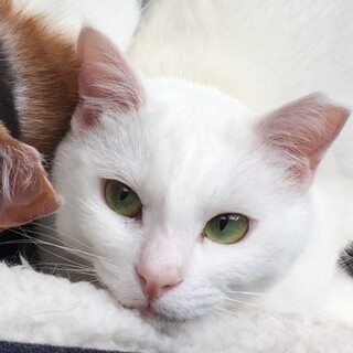 遊ぶの大好きアナちゃん