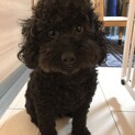 黒いトイプードルの4歳の男の子