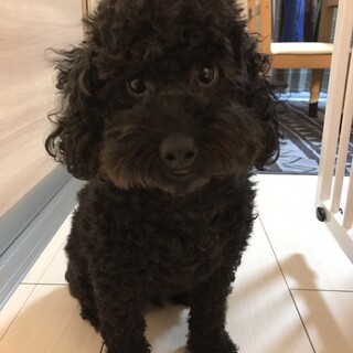 黒いトイプードルの4歳の男の子