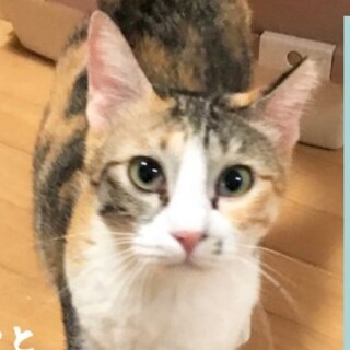 おうちでお見合い★キリちゃん★素敵三毛女子