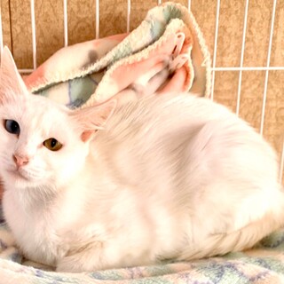 6月20日譲渡会参加♪おっとり美人ララちゃん