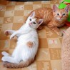 スリゴロ茶白白茶他4兄妹ペアで サムネイル2