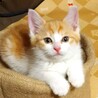 スリゴロ茶白白茶他4兄妹ペアで サムネイル5