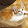 スリゴロ茶白白茶他4兄妹ペアで サムネイル6