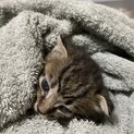 キジトラ子猫二週間