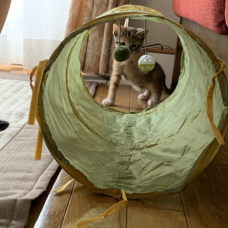 きいのカバー写真