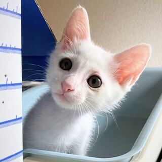 白猫くん里親決定！ありがとうございました！