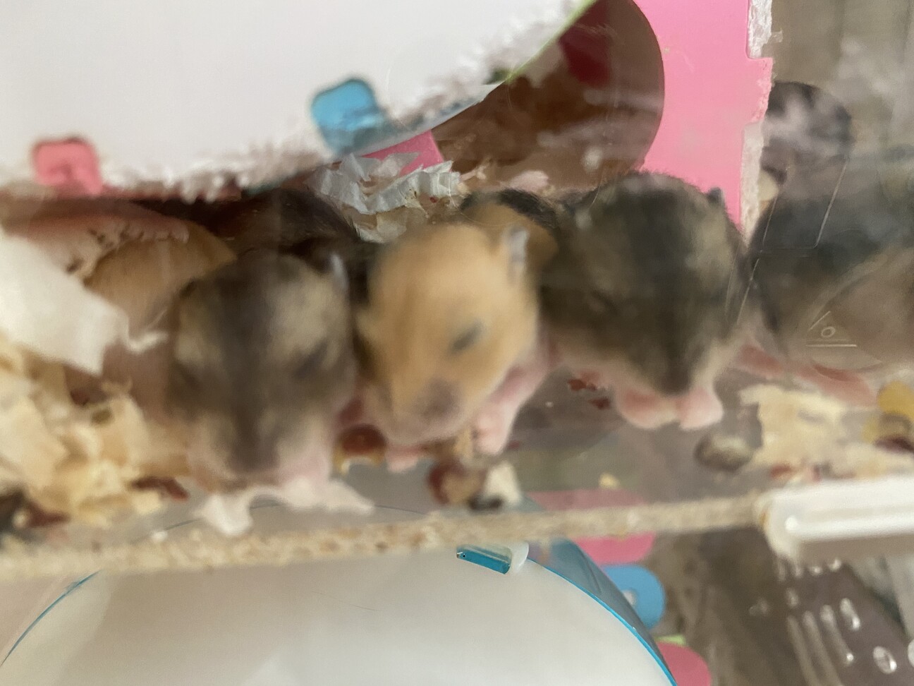 ブルーサファイア プディ 岡山県 小動物の里親募集 ペットのおうち 月間利用者150万人