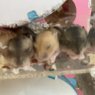 ブルーサファイア×プディングジャンガリアン