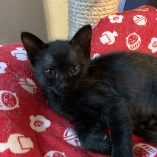 清楚感漂うノアちゃん