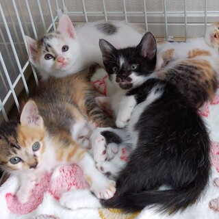 5/5生まれの４兄妹！LINEビデオ通話お見合い可