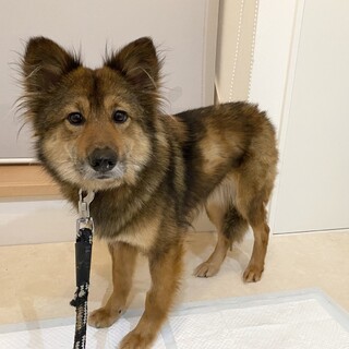 この子を助けてください。